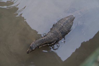 Varanus salvator suda yüzmek