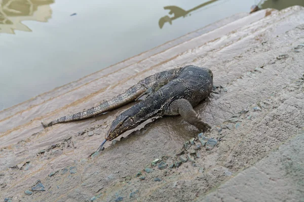 Varanus Salvador Vulgarmente Conhecido Como Monitor Asiático Água Sentado Sobre — Fotografia de Stock