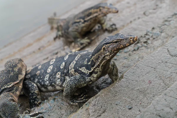 Varanus salvator, běžně známé jako asijské Monitor vody sedí na konkrétní pozadí — Stock fotografie