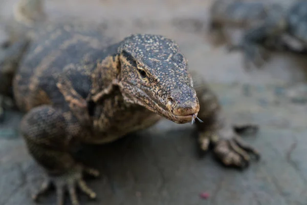 Varanus salvator, comúnmente conocido como Asian Water Monitor sentado sobre fondo de hormigón — Foto de Stock