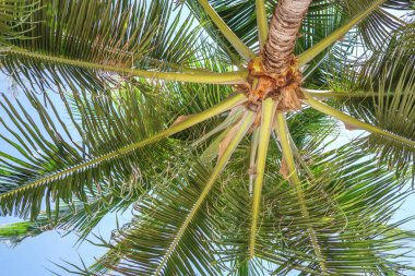 Palmiye ağaçları palmiye ağaçları tropik sahil, tonda ve stilize vintage, mavi gökyüzü karşı