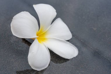 Plumeria çiçek frangipani su havuzu