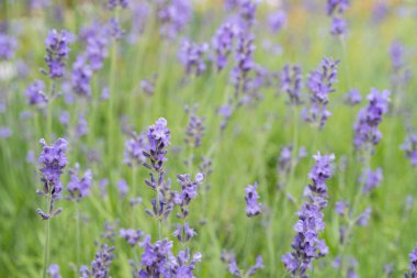 Yazın lavanta tarlası