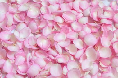 Pembe gül yaprakları. arka plan