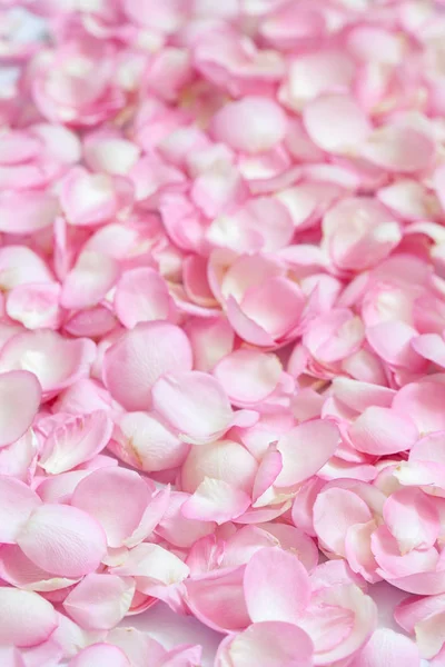 Roze roze bloemblaadjes. achtergrond — Stockfoto