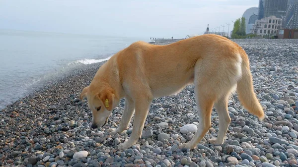 Hemlös hund på stranden — Stockfoto