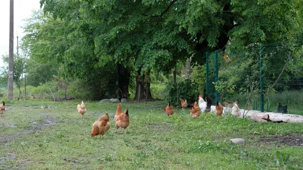 Çayırda tavuk — Stok fotoğraf