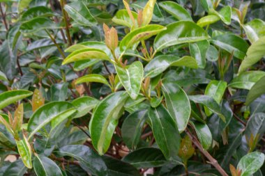 Farklı nesnelerin dokusu