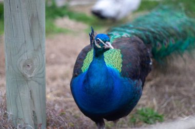 Hayvanat Bahçesindeki Hayvanlar