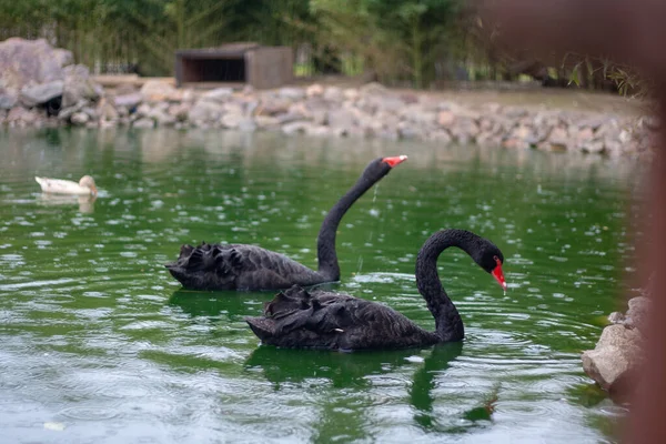 Hayvanat Bahçesindeki Hayvanlar