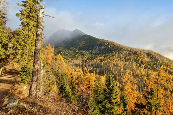 Foresta autunnale sulle montagne in luce dopo la tempesta . — Foto Stock