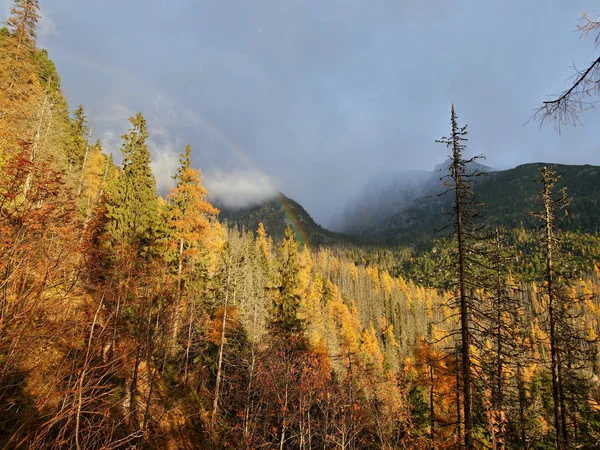 Regenbogen und Herbstfarben des Waldes — Stockfoto
