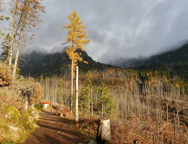 Herbstwald auf den Bergen im Licht nach dem Sturm. — Stockfoto