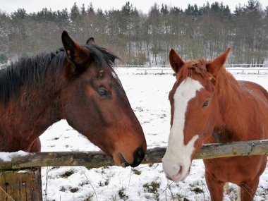 Kahverengi beyaz at başı