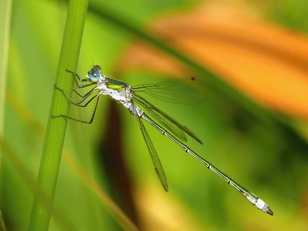 Libellule dans la lumière du matin — Photo