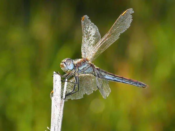 Dragonfly in the morning light — Stock Photo, Image