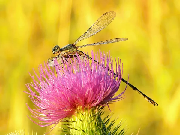 Libellula su fiore rosa — Foto Stock