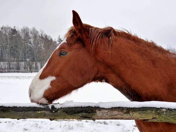 白褐色の馬の頭 — ストック写真