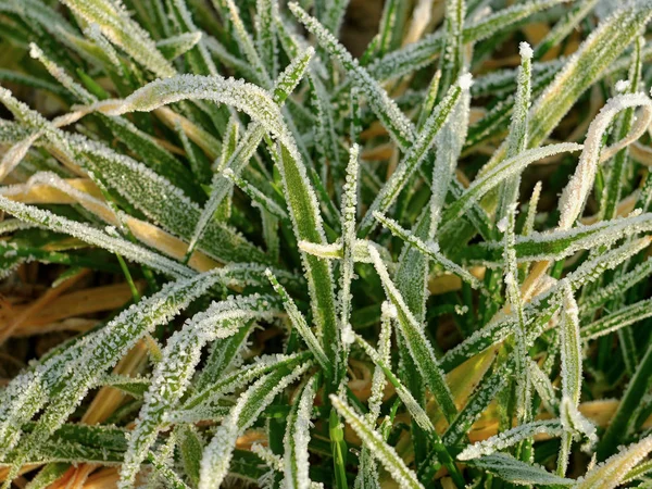 Grama congelada hoarfrost — Fotografia de Stock