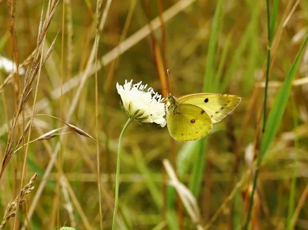 Žlutý motýl na bílý květ — Stock fotografie