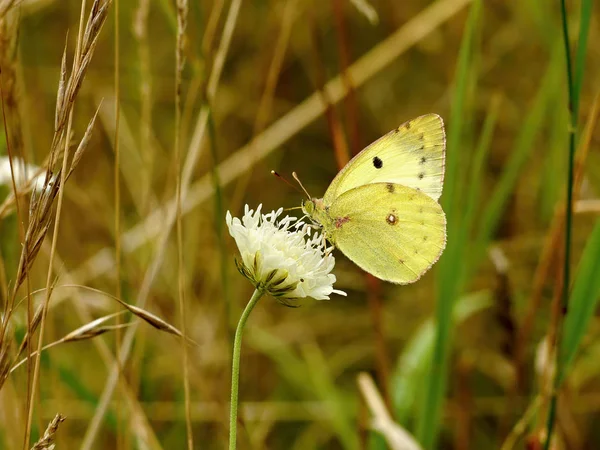 Žlutý motýl na bílý květ — Stock fotografie