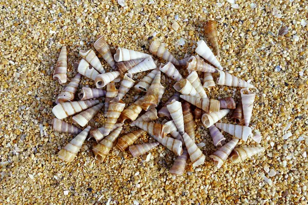 Conchas marinas en la arena de la playa — Foto de Stock