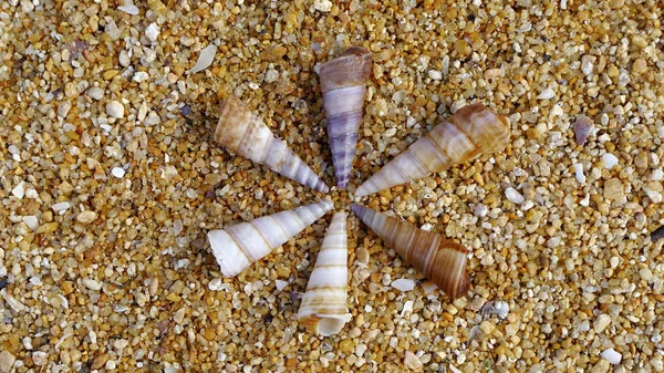 Conchas marinas en la arena de la playa — Foto de Stock