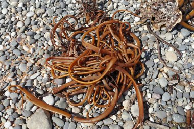 Denizden sahile atılan deniz yosunu.