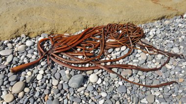 Denizden sahile atılan deniz yosunu.