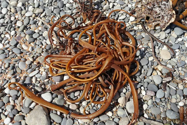 Denizden sahile atılan deniz yosunu.