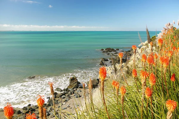 Costa del océano y flores naranjas — Foto de Stock