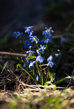 İlkbaharın ilk çiçekleri öğleden sonra güneşinde açar. Myosotis 'in ya da unutma-beni-nots' un hassas bir görüntüsü.