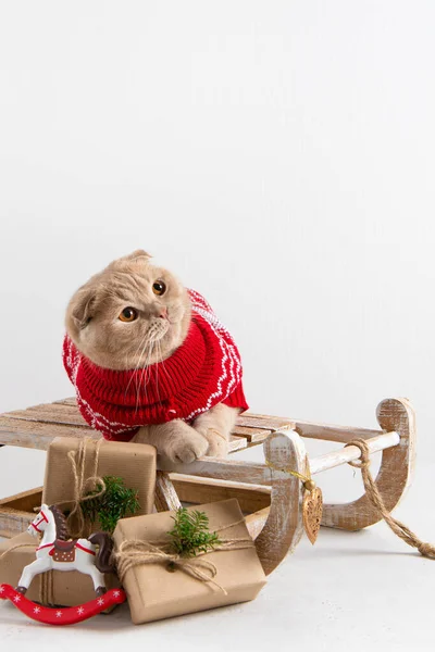 Christmas shopping. Sledge with Christmas presents and cute cat on white background. Copy space