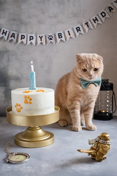 Sad cat with bow tie sitting near birthday cake with candle and abnner happy birthday on the background.