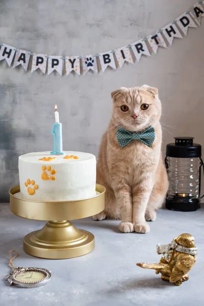 Cute cat with bow tie celebrating his first birthday. Birthday cake decorated with paw prints and candle in shape of number 1.