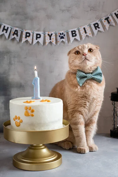 Funny cat with bow tie and birthday cake on gray background. Close up. pet shop, event agency concept. Happy birthday