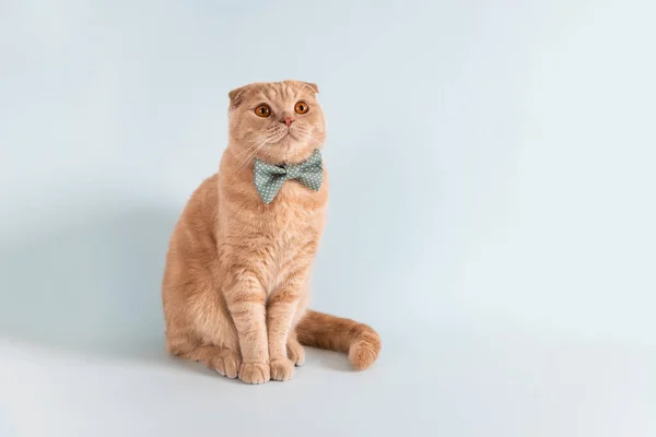 Funny, surprised cat in bow tie sitting on blue background. Copy space for text. Poster, advertisment, pet shop, greeting card, calendar concept.