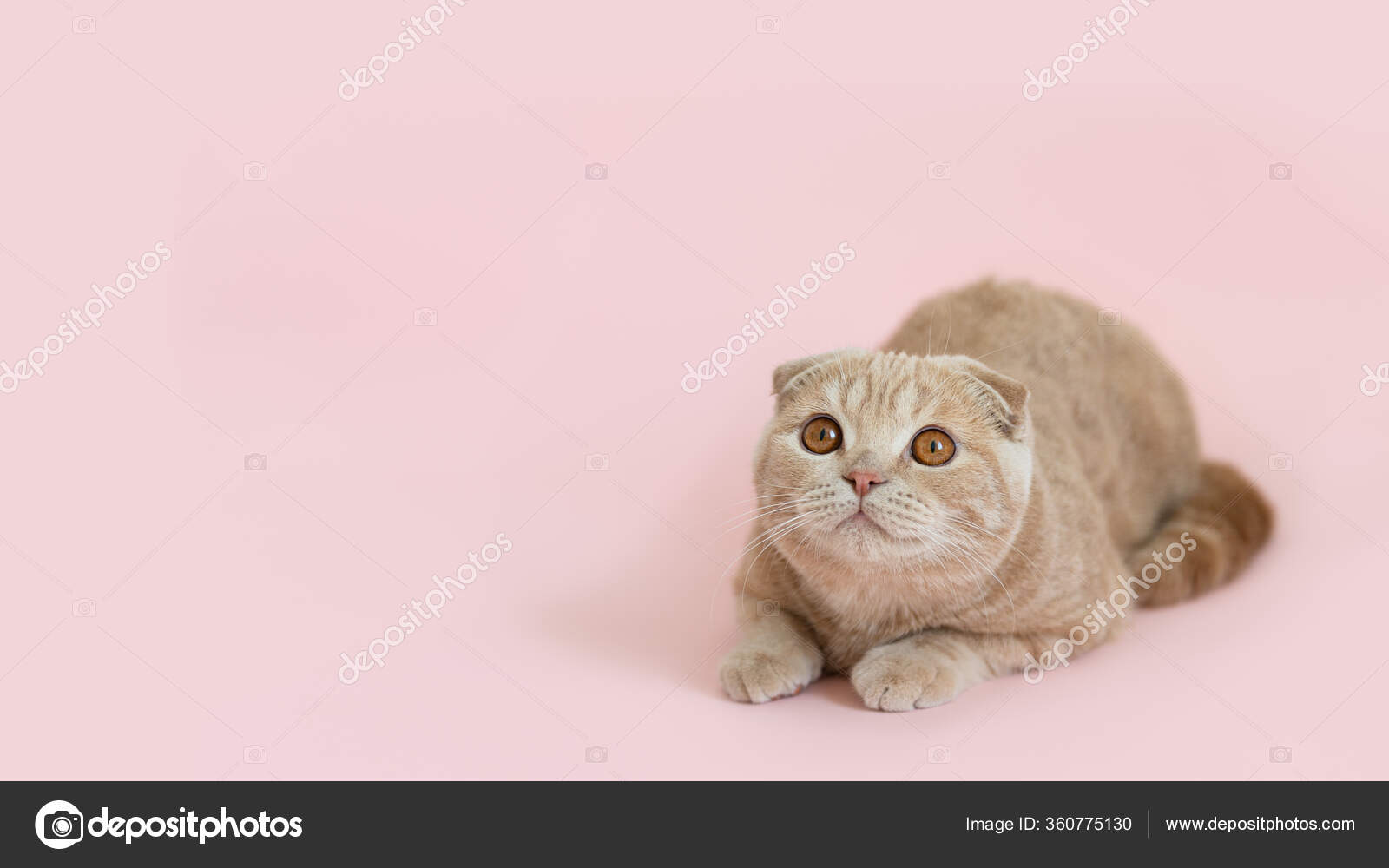 Chat Mignon Drole Couche Sur Fond Rose Regardant Espace Copie Image Libre De Droit Par Dina Gmail Com C Chat Mignon Drole Couche Sur Fond Rose Regardant Espace Copie Image Libre De Droit Par Dina Gmail Com C