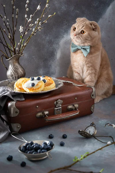 Breakfast concept. Funny cat in bow tie sitting near vintage suitcase and looking on Cottage cheese pancakes with sour cream and blueberry. Healthy breakfast recipe, restaurant menu