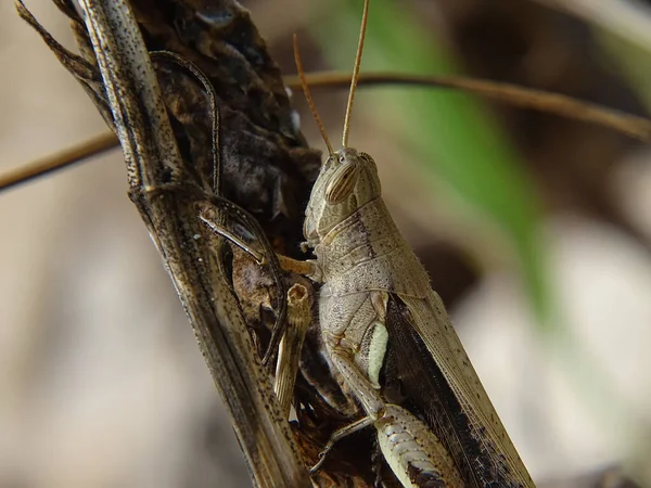 Bruine Grasshopper Camouflage Met Takken Die Een Vergelijkbare Kleur Hebben — Stockfoto