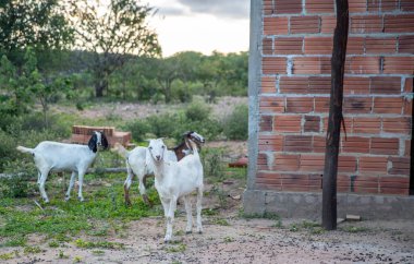 Evin yakınındaki çimlerde keçiler
