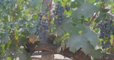 Yazın çalılıklarda olgunlaşmış üzümler.