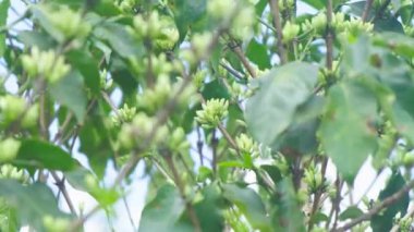 Yağmurdan sonra ıslak yaprakların yakın görüntüsü