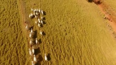 Yeşil tarlada koşan beyaz ineklerin hava manzarası