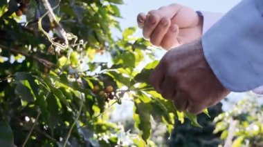 Olgun adam yeşil çalıların yanında yürüyor, bitkileri kontrol ediyor..