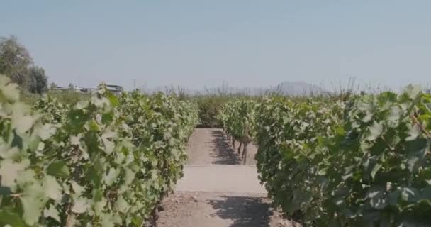 Ripening Grapes Bushes Summertime — Stock Video