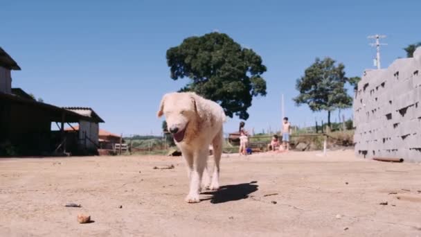 Anjing Putih Lucu Berjalan Halaman Belakang — Stok Video