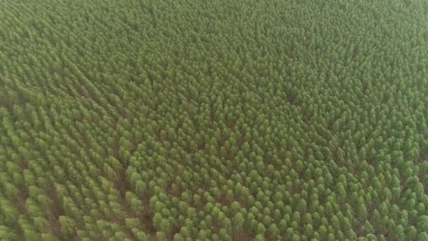 Tarım Alanının Havadan Görünüşü — Stok video