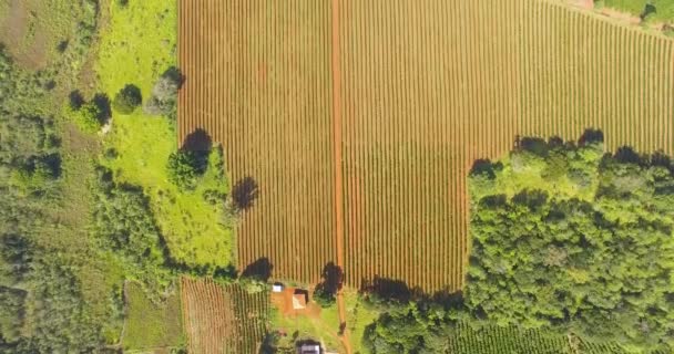 Αεροφωτογραφία Καλλιεργούμενου Αγρού — Αρχείο Βίντεο