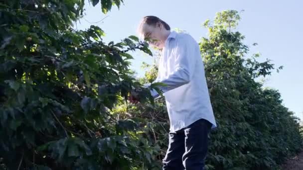 Homem Maduro Andando Perto Arbustos Verdes Verificando Plantas — Vídeo de Stock